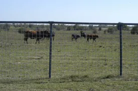 OK Brand Cattle Panel 50" x 16'